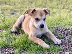 Adopt Luna a Tan/Yellow/Fawn - with White Belgian Malinois / German Shepherd Dog