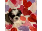 Shih Tzu Puppy for sale in Anderson, SC, USA
