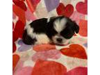 Shih Tzu Puppy for sale in Anderson, SC, USA