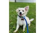 Adopt Reba a Tan/Yellow/Fawn Papillon dog in Berkeley Heights, NJ (41460251)