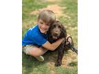 Adopt Springer a Brown/Chocolate Boykin Spaniel dog in Berkeley Heights