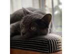 Adopt Tamago a Gray or Blue Domestic Shorthair (short coat) cat in Los Angeles