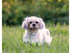 Adopt Emerald a White - with Tan, Yellow or Fawn Shih Tzu / Mixed dog in