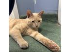 Adopt Bandit a Domestic Short Hair