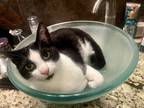 Adopt Oscar a Black & White or Tuxedo American Shorthair / Mixed (short coat)