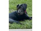 Adopt Cash a Black Great Dane / Mixed dog in Iron Station, NC (41460124)