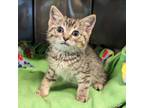 Adopt CAILLOU a Brown Tabby Domestic Shorthair (short coat) cat in Tucson