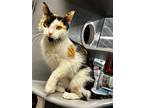 Adopt Queen KPS a Calico or Dilute Calico Domestic Shorthair / Mixed (short