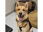 Adopt Remi a German Shepherd Dog dog in Yankton, SD (41309836)