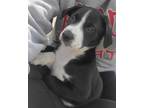 Adopt Goose a Black - with White Boxer / Mixed dog in Cannelton, IN (41460196)