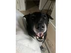 Adopt Nola a Black Labrador Retriever / Mixed dog in Austin, TX (41460195)