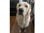 Adopt Nash a White Golden Retriever / Mixed dog in Auburn, AL (41456366)