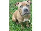 Adopt Luke a Tan/Yellow/Fawn American Pit Bull Terrier / Mixed dog in Hapeville