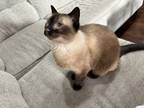 Adopt Sassy a Tan or Fawn Domestic Shorthair / Mixed (short coat) cat in