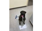 Adopt Sonic a Brindle - with White Plott Hound / Mixed dog in Fairfax Station