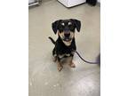 Adopt Tutter a Shepherd (Unknown Type) / Mixed dog in Birdsboro, PA (41460183)