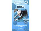 Adopt LOVELY ROSE - DOG/KID FRIENDLY! LOVES ALL PEOPLE! a Black - with White