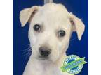 Adopt Miguel a Mixed Breed