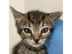 Adopt Jerry a Domestic Short Hair