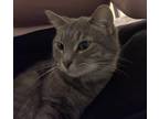 Adopt Cherrio a Gray, Blue or Silver Tabby Tabby / Mixed (short coat) cat in
