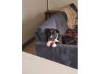 Adopt Mac a Black - with White Mixed Breed (Medium) / American Pit Bull Terrier