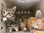Adopt Ice King a Orange or Red Domestic Shorthair / Domestic Shorthair / Mixed