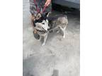 Adopt Rocky a Black Husky / Mixed dog in Crawfordville, FL (41399743)
