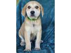 Adopt Steve Harvey a Brindle Great Pyrenees / Mixed Breed (Medium) / Mixed