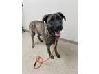 Adopt Orion a Brindle Mixed Breed (Large) / Mixed dog in Hamilton, OH (41424023)