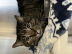 Adopt Gizmo a Brown Tabby Domestic Shorthair / Mixed Breed (Medium) / Mixed