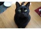 Adopt Spooky a All Black Bombay / Mixed (short coat) cat in Valencia