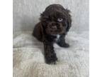 Cocker Spaniel Puppy for sale in Caryville, FL, USA