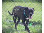 Adopt Tia a Black Pit Bull Terrier dog in Johnstown, PA (41155480)