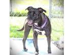 Adopt Tia a Black Pit Bull Terrier dog in Johnstown, PA (41155480)