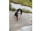 Adopt Snickers a Tricolor (Tan/Brown & Black & White) Australian Shepherd /