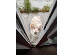 Adopt AlmondJoi a Merle Australian Shepherd / Mixed dog in Perris, CA (41212382)