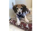 Adopt Alice a Tricolor (Tan/Brown & Black & White) Beagle / Mixed dog in Canton