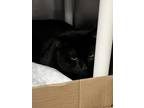 Adopt Draven a All Black Domestic Shorthair / Domestic Shorthair / Mixed cat in