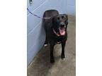 Adopt Abby NOT AVAILABLE UNTIL 5/20 a Black Labrador Retriever / Mixed dog in