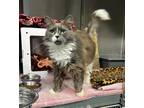 Adopt Oui a Gray or Blue Domestic Longhair / Domestic Shorthair / Mixed cat in