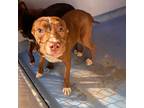 Adopt Lucy a Red/Golden/Orange/Chestnut Mixed Breed (Medium) / Mixed dog in