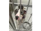 Adopt Gracie a White American Pit Bull Terrier / American Pit Bull Terrier /