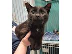 Adopt Calvin a All Black Domestic Shorthair / Domestic Shorthair / Mixed cat in