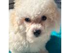Mutt Puppy for sale in Palm Coast, FL, USA