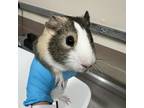 Adopt Maple a Guinea Pig