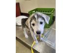 Adopt 55842148 a White Husky / Mixed dog in Mesquite, TX (41459986)