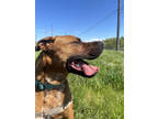 Adopt Gordita a Red/Golden/Orange/Chestnut Boxer / Mixed dog in Pullman