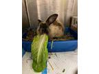 Adopt Mocha a Fawn American / Mixed (short coat) rabbit in Key West