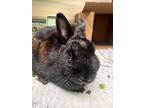 Adopt Quiche a Black Dwarf / Mixed rabbit in Key West, FL (41460072)