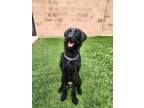 Adopt Shadow-Kitchener a Black Mixed Breed (Large) / Mixed dog in Kitchener